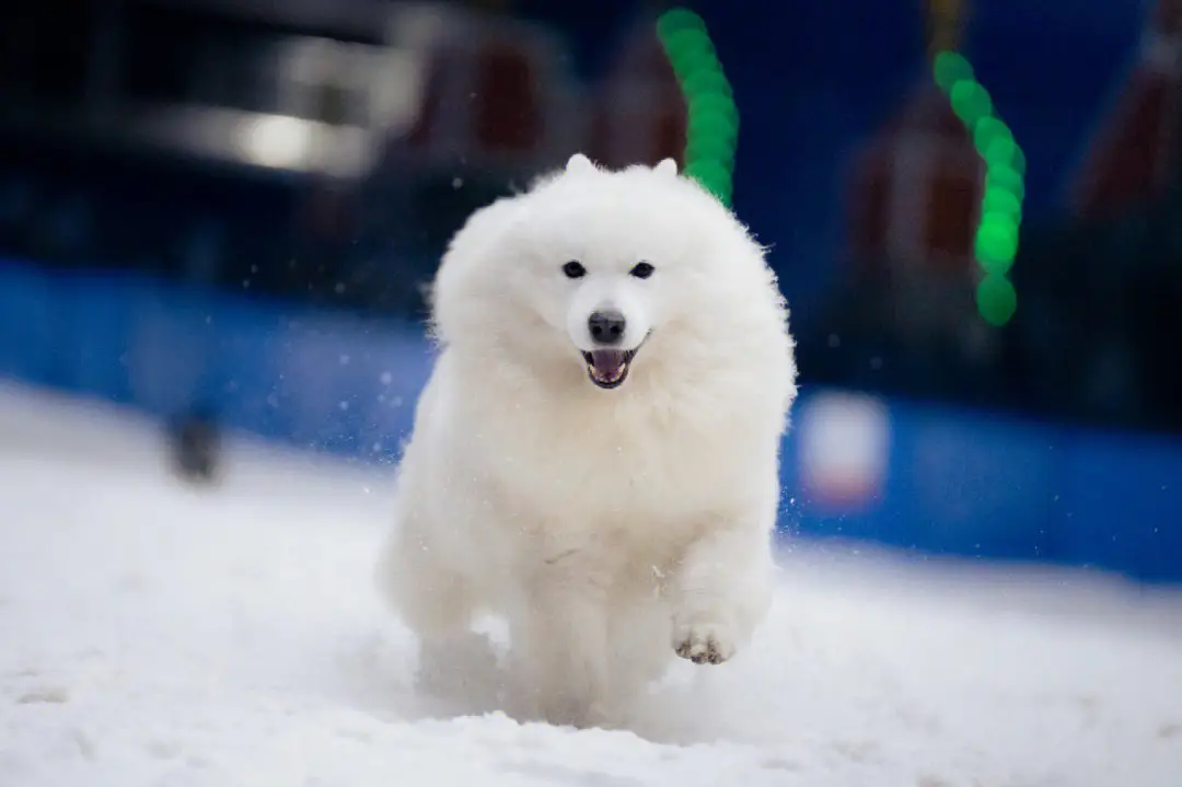 犬骨折