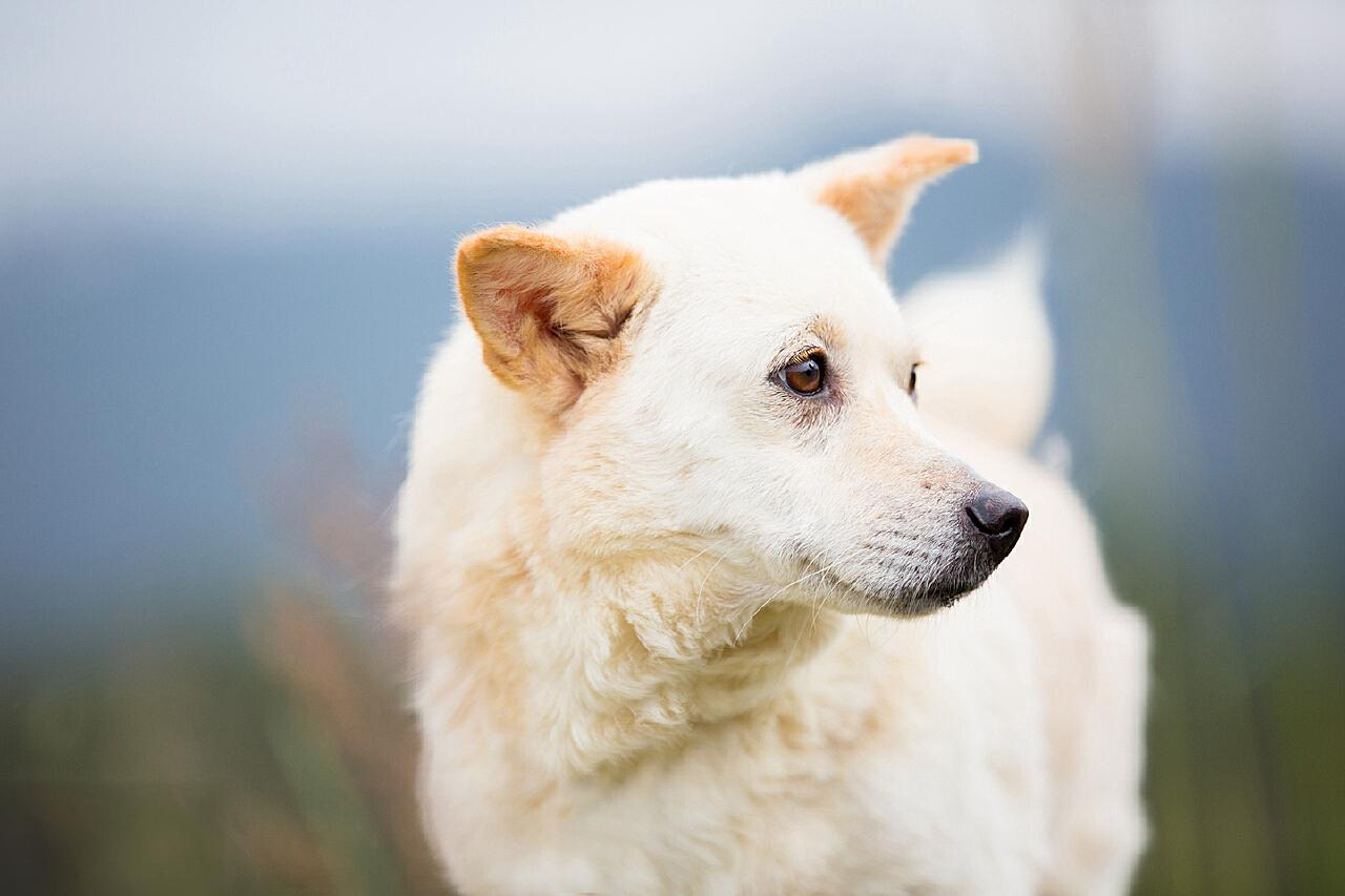 犬肛门周围腺腺瘤