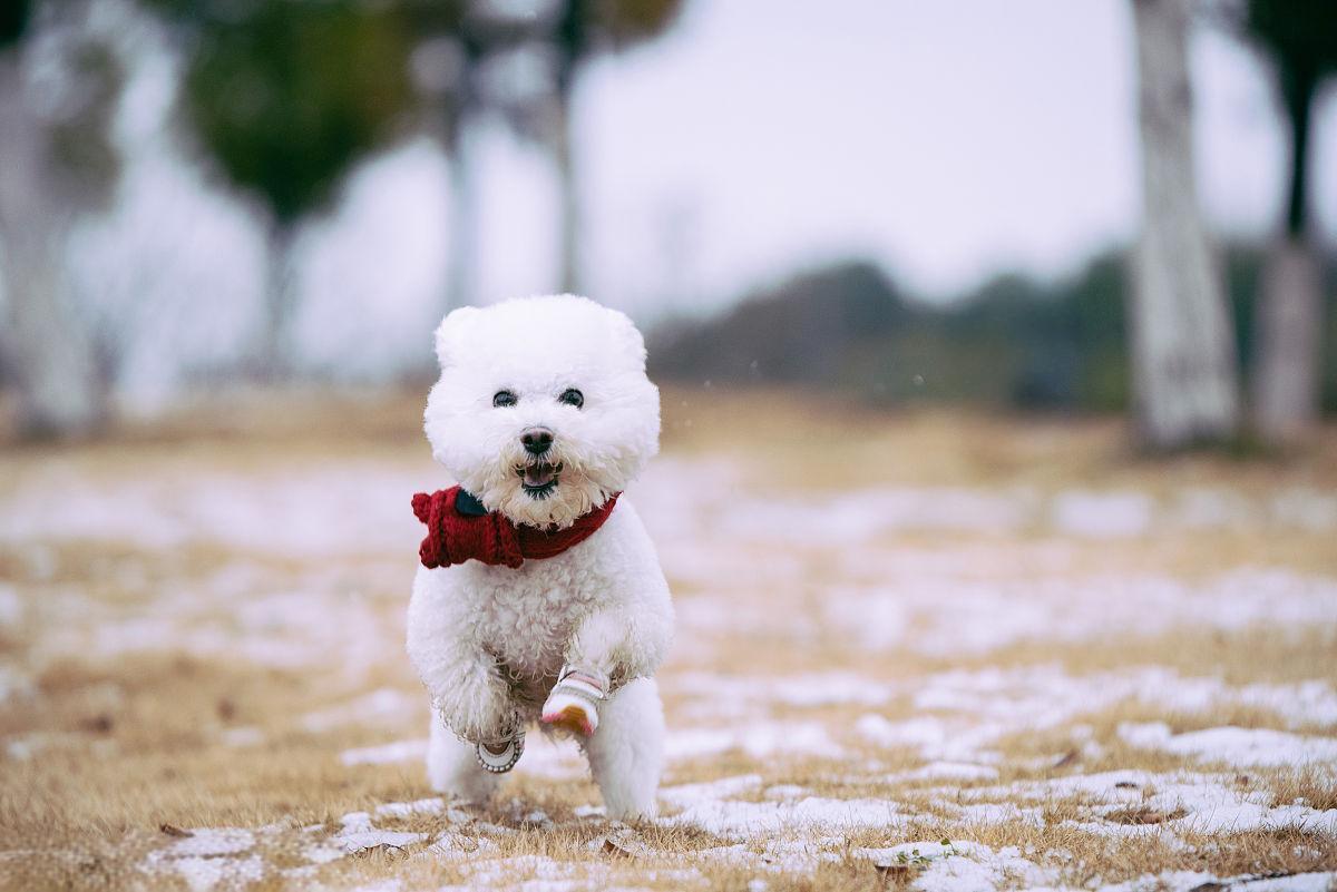 犬肠套叠