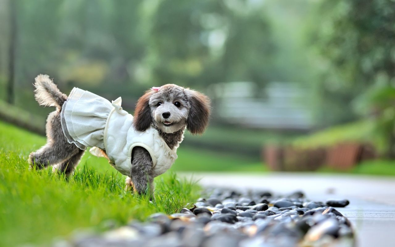 犬产后子宫炎