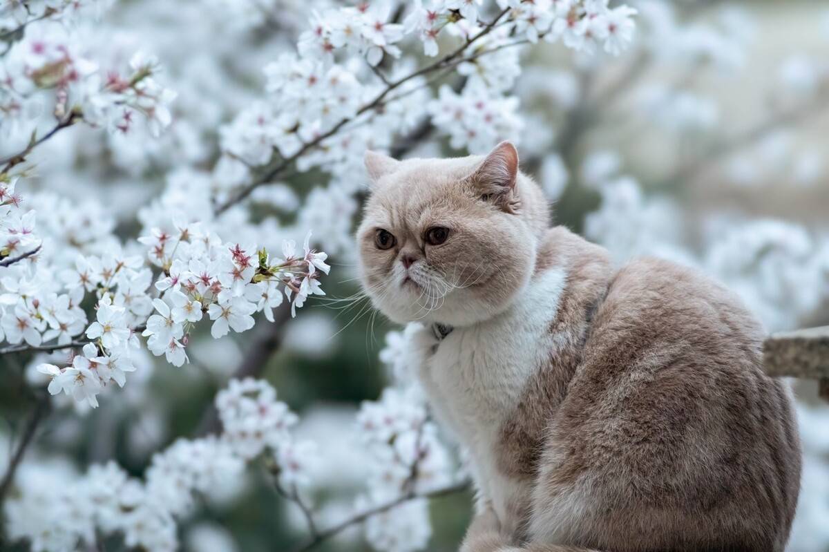 猫可以闻花露水吗