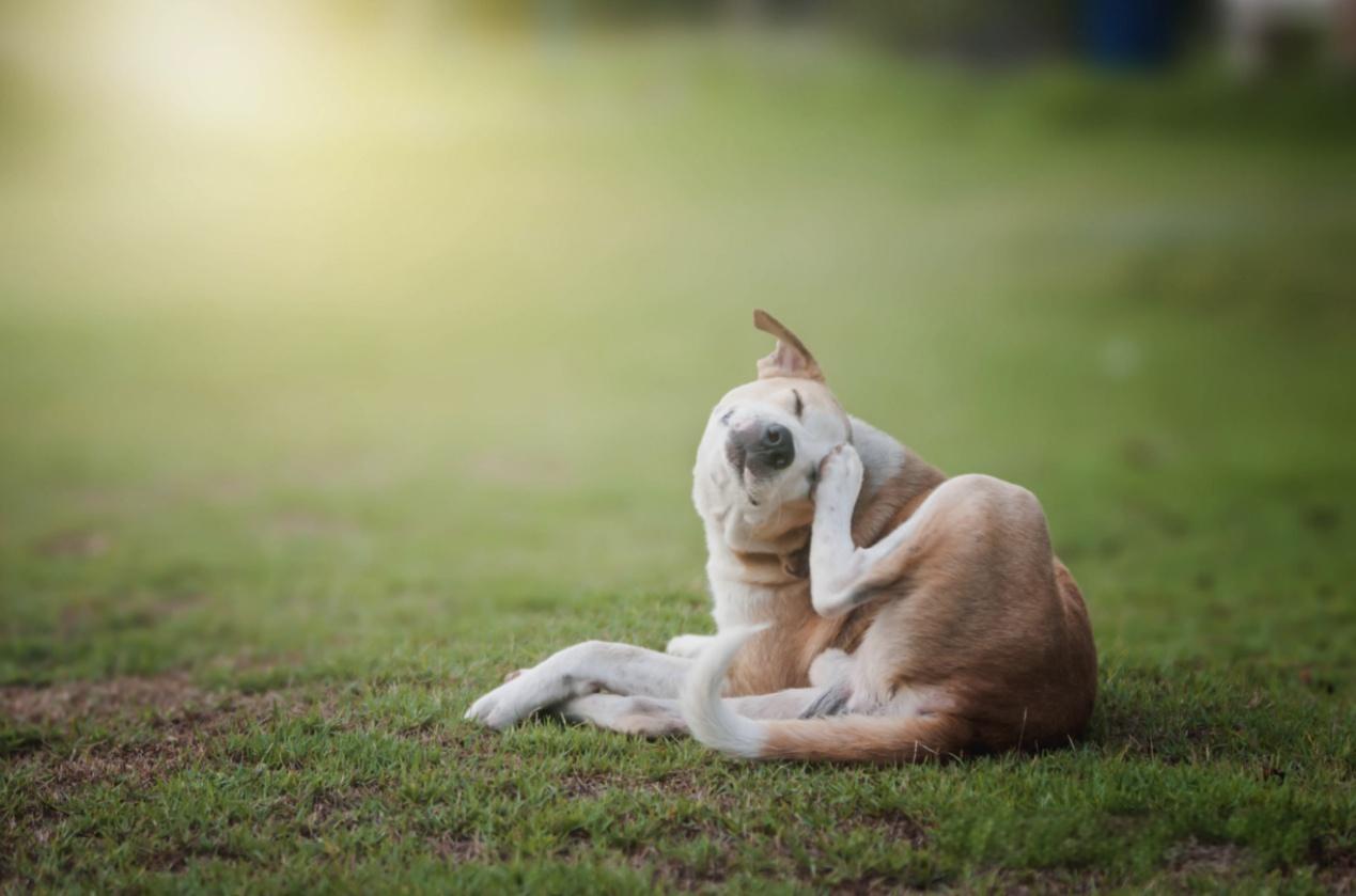 狗狗身上痒一直挠怎么办