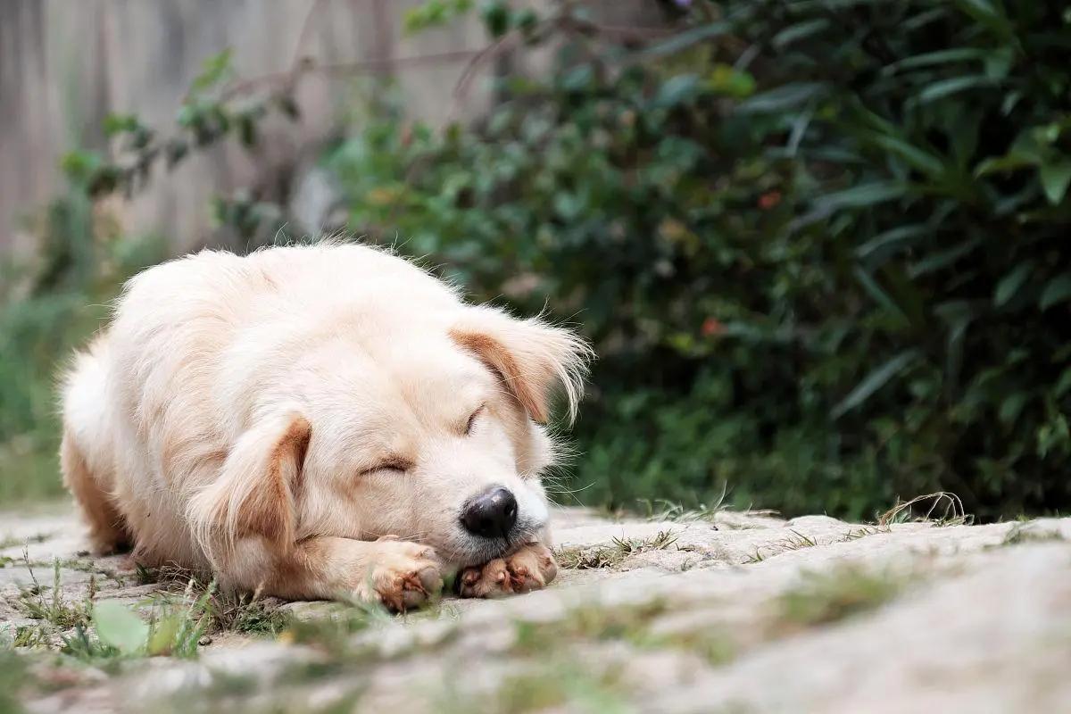 狗狗生病不吃不喝怎么办