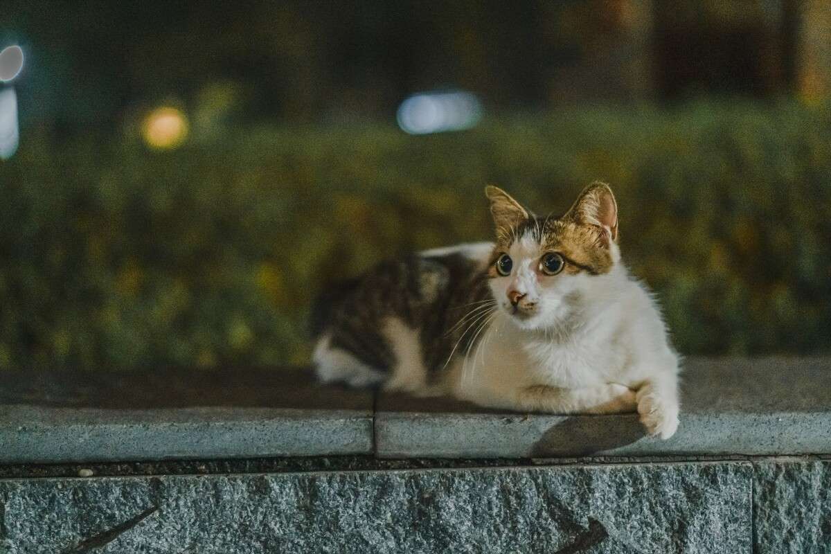 猫晚上叫是因为什么原因-第1张图片-宠查查