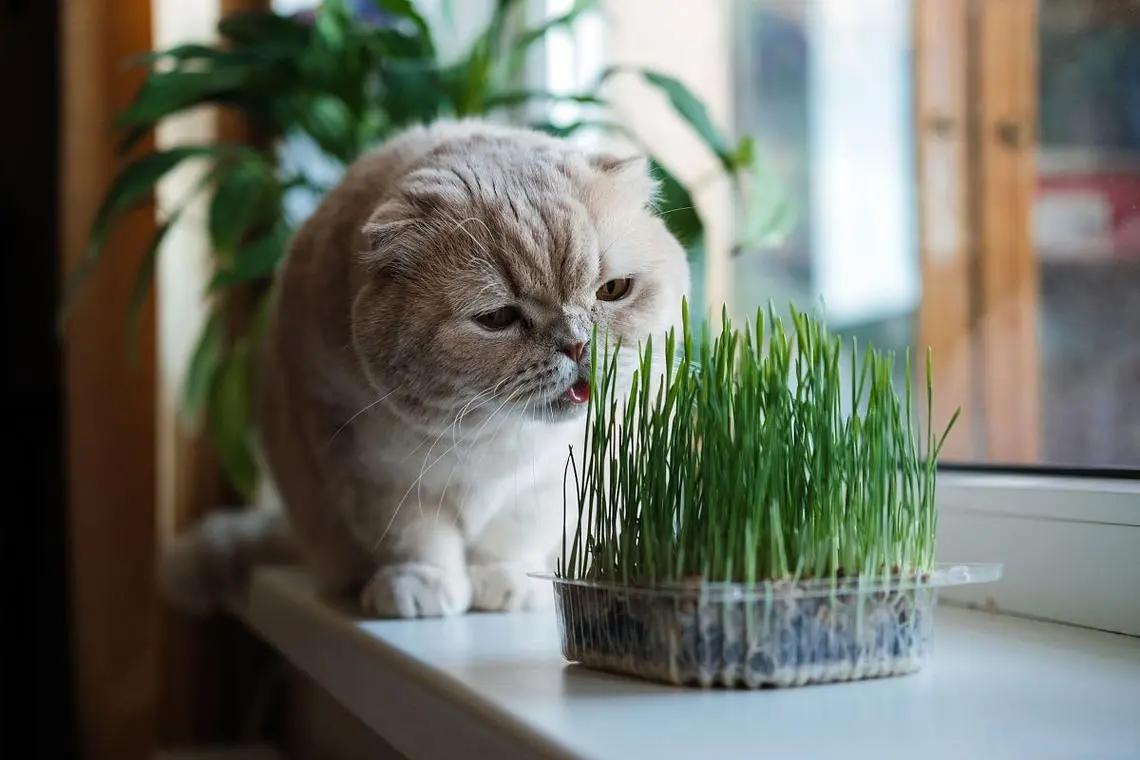 猫不吃猫薄荷