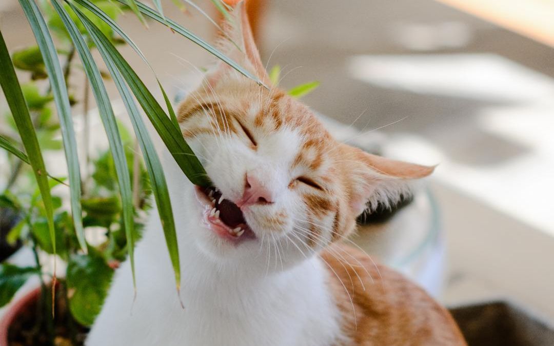 猫有异食癖怎么办