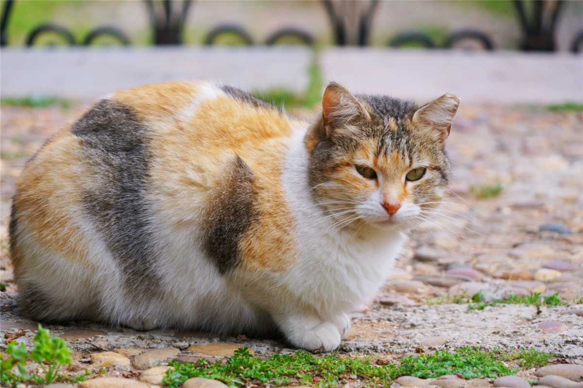 猫会不会感染鼠疫