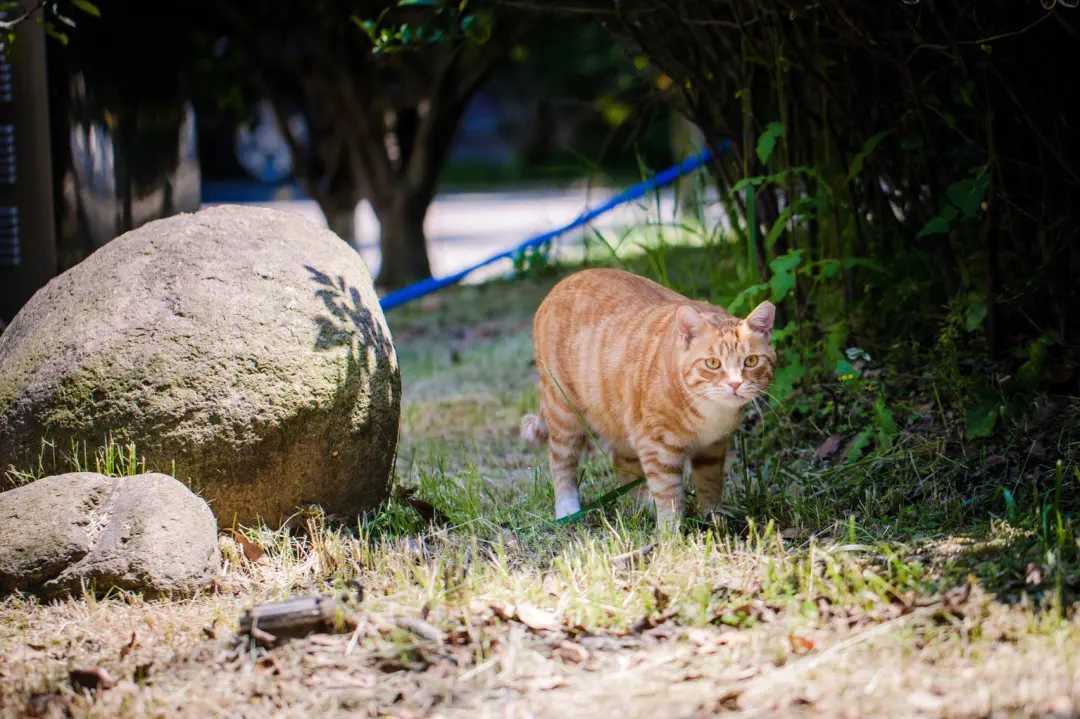 公猫尿道口有褐色分泌物