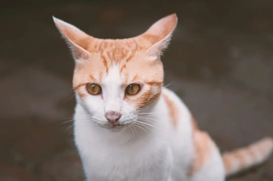 猫咪耳螨怎么根治